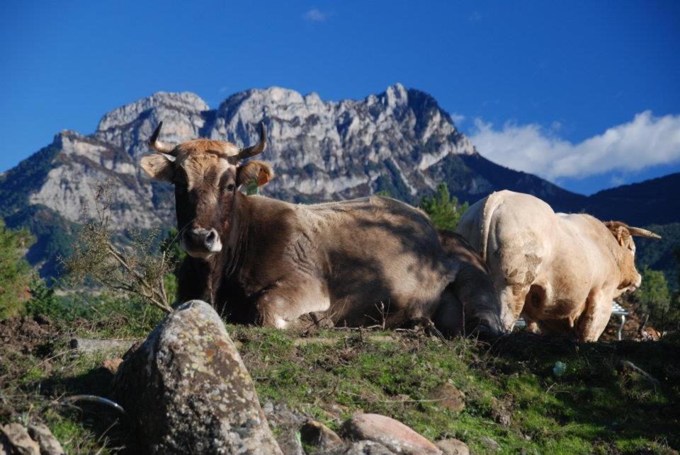 Apartamentos Pirineos Ordesa El Pueyo de Araguás Kültér fotó
